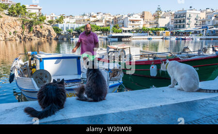 Hungrige Katzen für Fischerboot in Agios Nikolaos, Kreta, Griechenland warten Stockfoto
