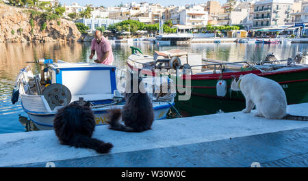 Hungrige Katzen für Fischerboot in Agios Nikolaos, Kreta, Griechenland warten Stockfoto
