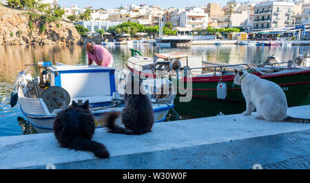 Hungrige Katzen für Fischerboot in Agios Nikolaos, Kreta, Griechenland warten Stockfoto