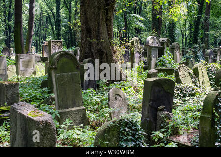 Alte, vernachlässigte Grabsteine unter dem Gestrüpp, in der Neue Jüdische Friedhof in Kazimierz, dem historischen jüdischen Viertel, in Krakau, Polen. Stockfoto