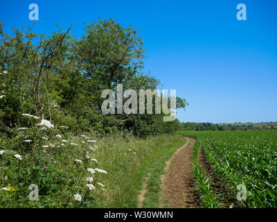 Antike Ridgeway Pfad, der von Littlestoke nach Norden Stoke, Oxfordshire, England, UK, GB. Stockfoto