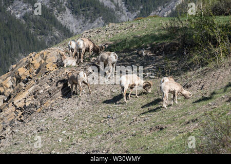 Bighorn Schafe (Ovis canadensis) in Banff National Park, Alberta, Kanada Stockfoto