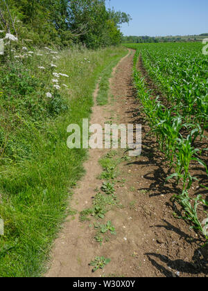 Antike Ridgeway Pfad, der von Littlestoke nach Norden Stoke, Oxfordshire, England, UK, GB. Stockfoto