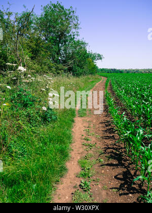 Antike Ridgeway Pfad, der von Littlestoke nach Norden Stoke, Oxfordshire, England, UK, GB. Stockfoto