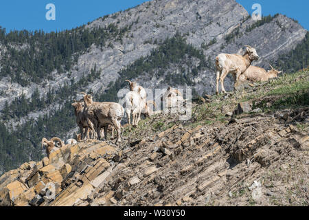 Bighorn Schafe (Ovis canadensis) in Banff National Park, Alberta, Kanada Stockfoto