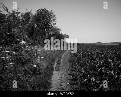 Antike Ridgeway Pfad, der von Littlestoke nach Norden Stoke, Oxfordshire, England, UK, GB. Stockfoto