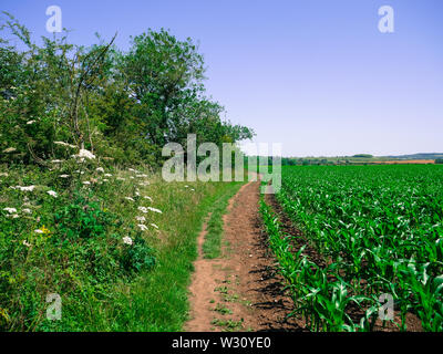 Antike Ridgeway Pfad, der von Littlestoke nach Norden Stoke, Oxfordshire, England, UK, GB. Stockfoto