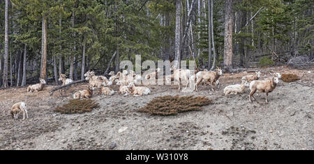 Bighorn Schafe (Ovis canadensis) in Banff National Park, Alberta, Kanada Stockfoto