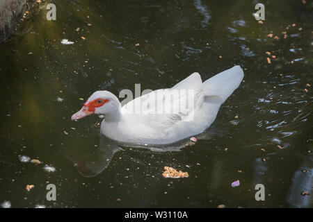 Sein Kopf ist eine weiße Ente. Eine mute Ente cairina moschata ruht auf einem Felsen in der Mitte des Teiches mit seinem Küken. Muscovy Duck, Cairina moschata, EIN Stockfoto