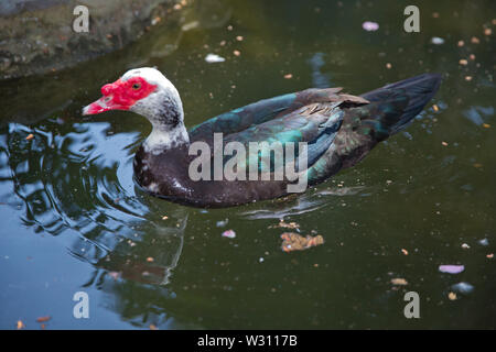 Sein Kopf ist eine weiße Ente. Eine mute Ente cairina moschata ruht auf einem Felsen in der Mitte des Teiches mit seinem Küken. Muscovy Duck, Cairina moschata, EIN Stockfoto