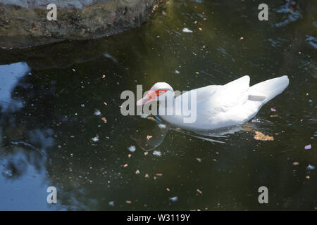 Sein Kopf ist eine weiße Ente. Eine mute Ente cairina moschata ruht auf einem Felsen in der Mitte des Teiches mit seinem Küken. Muscovy Duck, Cairina moschata, EIN Stockfoto