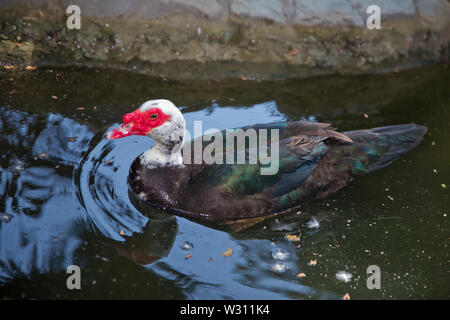 Sein Kopf ist eine weiße Ente. Eine mute Ente cairina moschata ruht auf einem Felsen in der Mitte des Teiches mit seinem Küken. Muscovy Duck, Cairina moschata, EIN Stockfoto