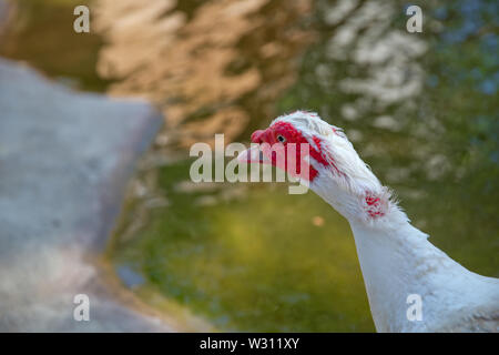 Sein Kopf ist eine weiße Ente. Eine mute Ente cairina moschata ruht auf einem Felsen in der Mitte des Teiches mit seinem Küken. Muscovy Duck, Cairina moschata, EIN Stockfoto