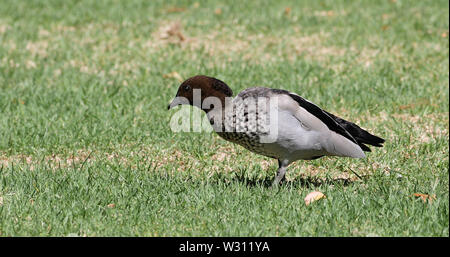 Eine männliche Australische Holz Ente, Chenonetta jubata Stockfoto