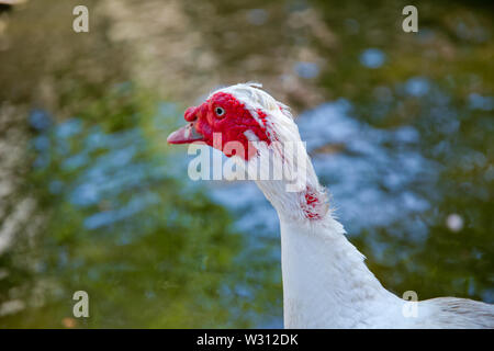 Sein Kopf ist eine weiße Ente. Eine mute Ente cairina moschata ruht auf einem Felsen in der Mitte des Teiches mit seinem Küken. Muscovy Duck, Cairina moschata, EIN Stockfoto