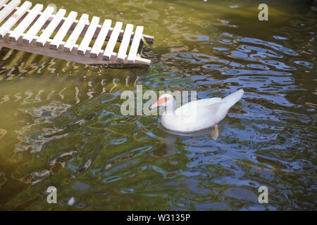 Sein Kopf ist eine weiße Ente. Eine mute Ente cairina moschata ruht auf einem Felsen in der Mitte des Teiches mit seinem Küken. Muscovy Duck, Cairina moschata, EIN Stockfoto