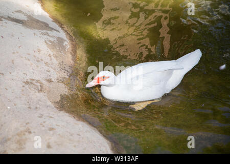 Sein Kopf ist eine weiße Ente. Eine mute Ente cairina moschata ruht auf einem Felsen in der Mitte des Teiches mit seinem Küken. Muscovy Duck, Cairina moschata, EIN Stockfoto