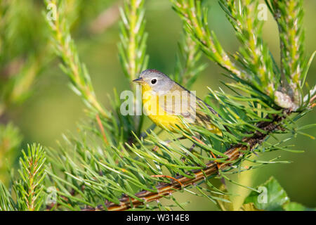 Nashville warbler, Vermivora ruficapilla, auf einem mit Pinien Baum im Frühling gehockt, Nova Scotia, Kanada Stockfoto