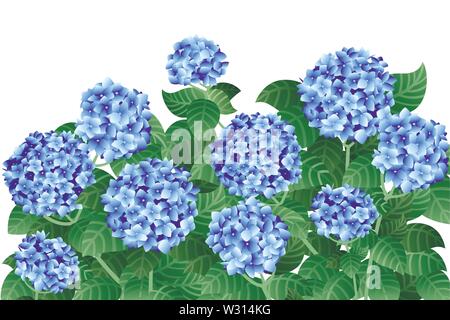 Bush der Blaue Hortensie Blumen mit grünem Stängel und Blätter flach Vector Illustration auf weißem Hintergrund. Stock Vektor