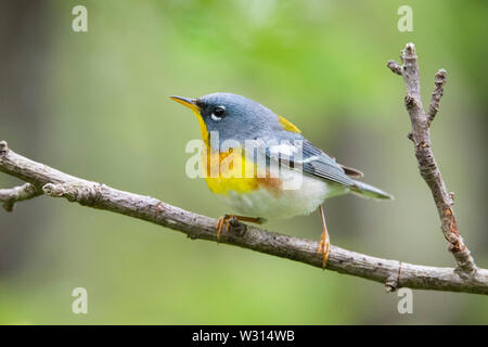 Norden, Setophaga parula Americana, männlich, auf Zweig im Frühjahr in Nova Scotia, Kanada gehockt Stockfoto