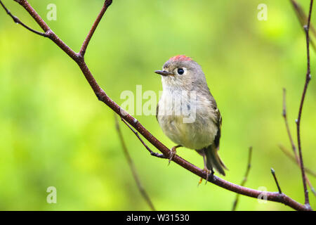 Ruby - Gekräht kinglet, Regulus calendula, im Frühjahr in Nova Scotia, Kanada gehockt, Wald Stockfoto