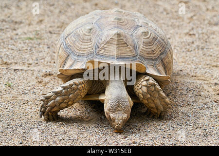 Angespornt Schildkröte im Sand Stockfoto