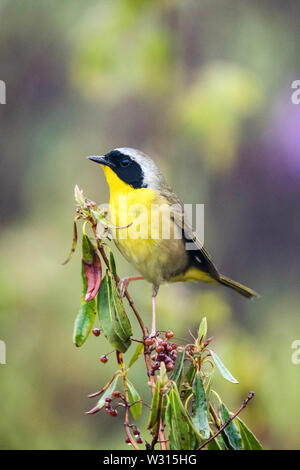 Gemeinsame yellowthroat, Geothlypis trichas, männlich, thront, Nova Scotia, Kanada Stockfoto