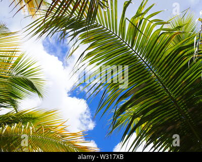 Palmwedel gegen einen blauen Himmel mit Sonne und weiße Wolken, Anguilla, BWI. Stockfoto