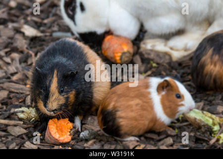 Inländische cavias/Meerschweinchen/Meerschweinchen und Kaninchen essen Karotten in Bauernhof Kinder/Streichelzoo Stockfoto