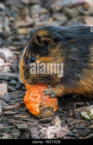 Inländische cavia/Meerschweinchen essen Karotten in Bauernhof Kinder/Streichelzoo Stockfoto