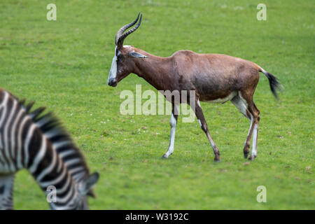 Blessböcke/Blesbock (Damaliscus pygargus phillipsi/Damaliscus dorcas phillipsi) Antilope nach Südafrika endemisch Stockfoto