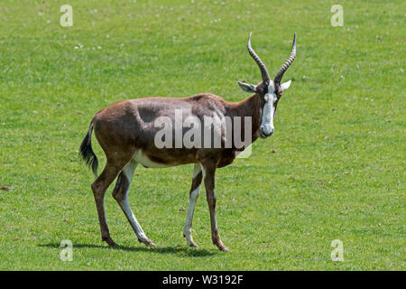 Blessböcke/Blesbock (Damaliscus pygargus phillipsi/Damaliscus dorcas phillipsi) Antilope nach Südafrika endemisch Stockfoto