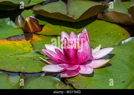 Rosa Sorte von Nymphaea/Seerose in Blume im Teich Stockfoto