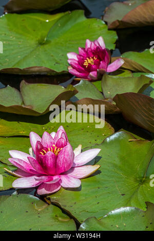 Rosa Sorte von Nymphaea/Seerosen blühen im Teich Stockfoto