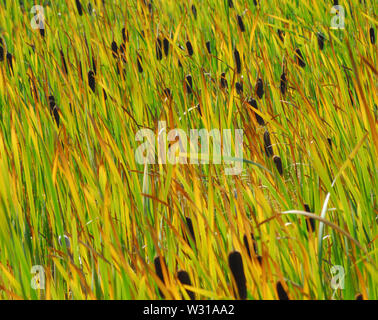 Ein wunderbares Bild von schönen Cattail Pflanzen in Feuchtgebieten im Yellowstone National Park in Wyoming, USA wachsenden Stockfoto