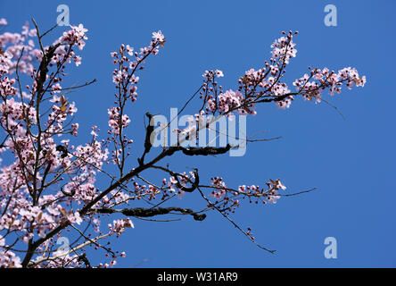 Schwarze Knoten Pilz, Dibotryon morbosum oder Apiosporina morbosa, an blühenden Pflaumenbaum Stockfoto