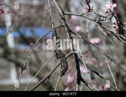 Schwarze Knoten Pilz, Dibotryon morbosum oder Apiosporina morbosa, an blühenden Pflaumenbaum Stockfoto