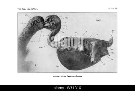 Passenger Pigeon Anatomie 1. Stockfoto