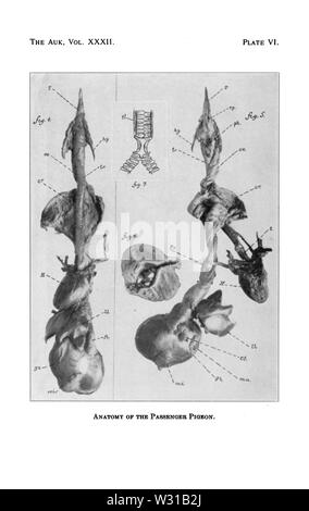 Passenger Pigeon Anatomie 3. Stockfoto