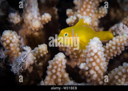 Makro einer Zitrone coral Grundel (Gobiodon ') in einem harten Korallen. Kleine helle gelbe Fisch mit weißen Streifen auf dem Kopf. Stockfoto