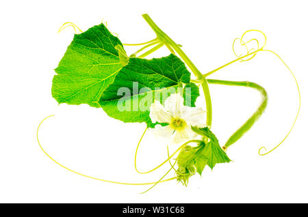 Grün sprießen Lagenaria mit weißen Blume Stockfoto