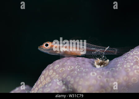 Makro Foto einer Gemeinsamen ghostgoby (Pleurosicya Mossambica) Fisch thront auf einer harten Korallen hautnah. Stockfoto