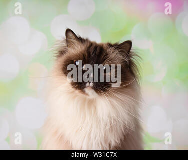 Blue Eyed Rasse Ragdoll Cat Close Up Faceon einen bunten Frühling Hintergrund Stockfoto