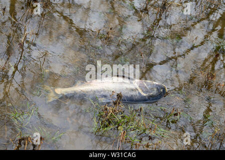 Toten Marmor Karpfen am Ufer der Elbe in der Nähe von Magdeburg. Stockfoto