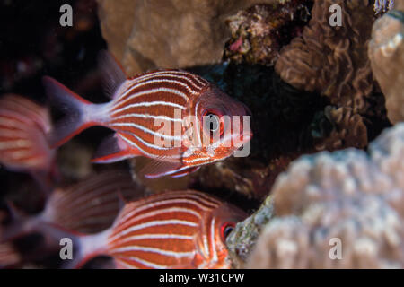 Krone Fischliste Haie bis Husaren (Sargocentron diadema) Helles metallic orange/rot gefärbte Fische mit weißen Streifen an der Seite des Körpers. Stockfoto