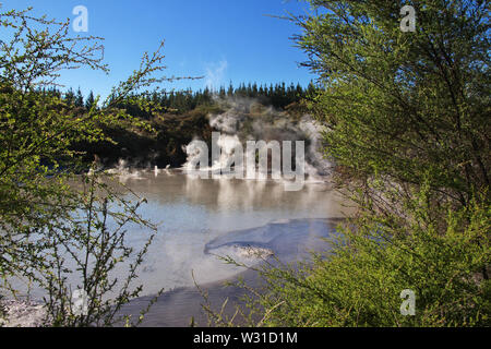 Land der Geysire in Rotorua, Neuseeland Stockfoto