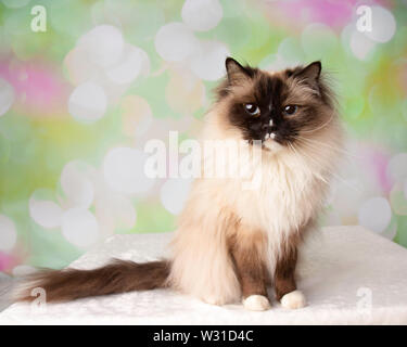 Blue Eyed Rasse Ragdoll Katze sitzt mit Schwanz auf einen farbenfrohen Frühling Hintergrund Stockfoto