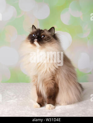 Blue Eyed Rasse Ragdoll Katze sitzt oben auf einen farbenfrohen Frühling Hintergrund Stockfoto