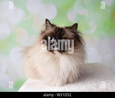 Blue Eyed Rasse Ragdoll Katze Liegend große Augen auf einen farbenfrohen Frühling Hintergrund Stockfoto