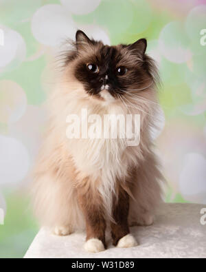 Blue Eyed Rasse Ragdoll Katze sitzt unten grosse Augen auf einen farbenfrohen Frühling Hintergrund Stockfoto